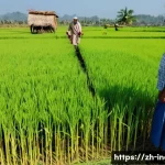 인도 농촌 경제의 특성과 문제점 - A vibrant, wide-angle shot of a flourishing golden rice paddy field under a clear blue sky in rural ...